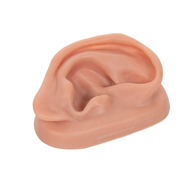 3B Scientific N15/1R SKINlike Silicone Right Acupuncture Ear Model, 3.7" x 2.4" x 1.6" - Image 1